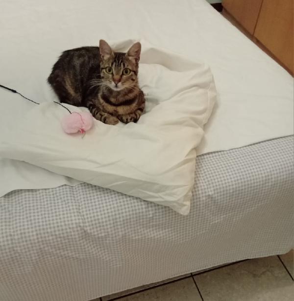 Musina micia di un anno dolcissima Foto 2